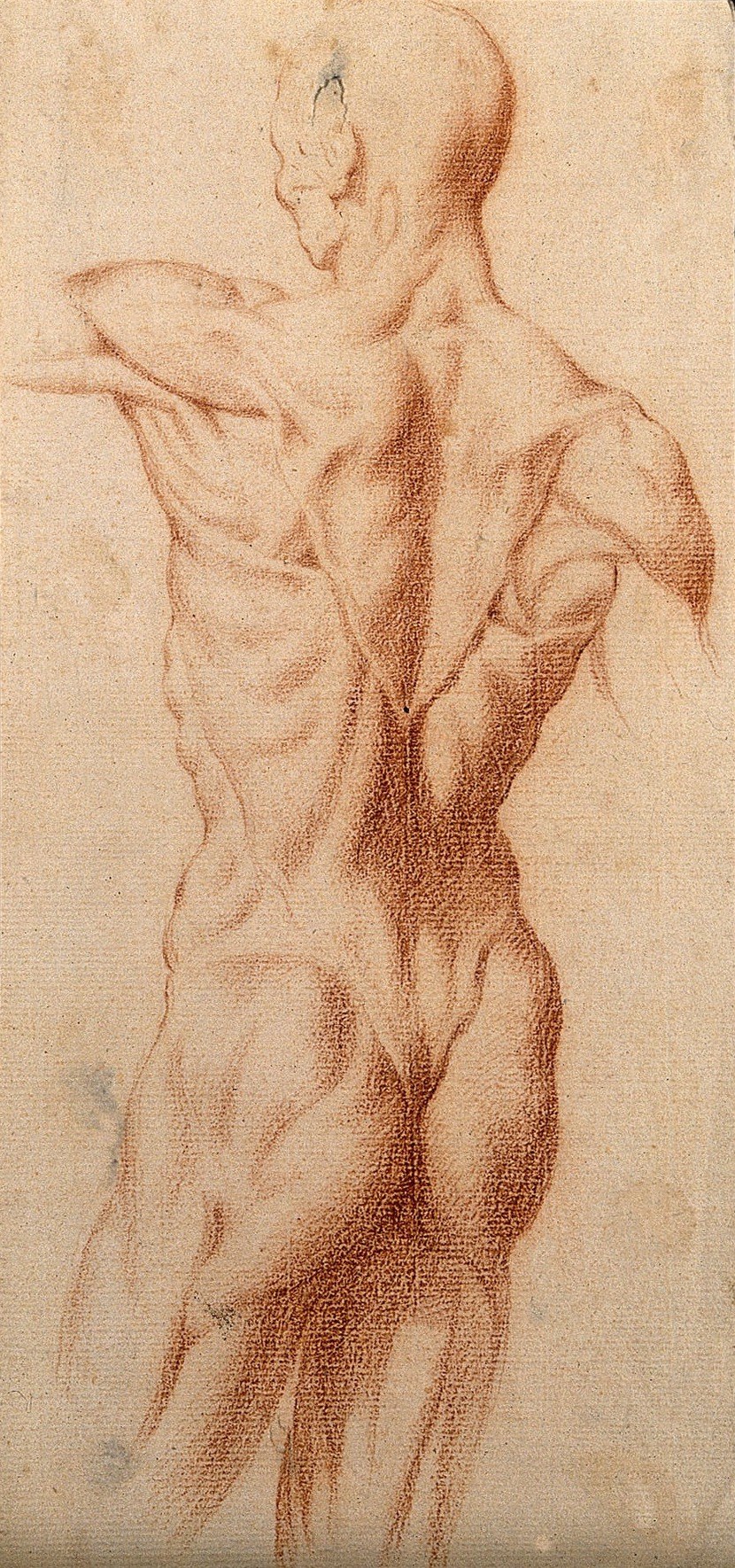 A red-chalk study of the human back.